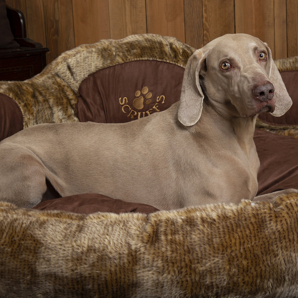 Grizzly Bear Dog Bed (in Beige, Brown) by Scruffs